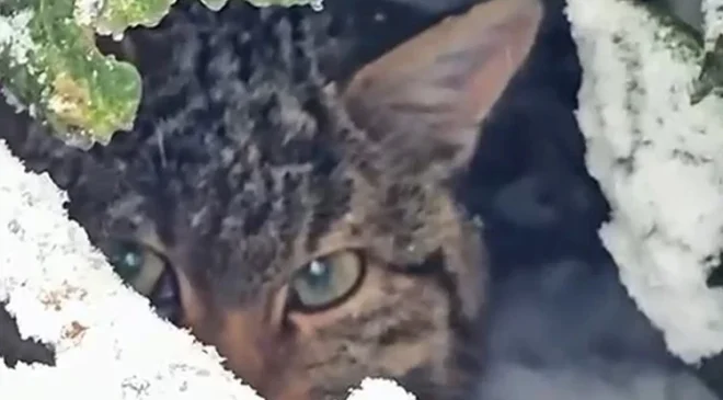 Karla kaplı ormanda fotokapanla görüntülendi