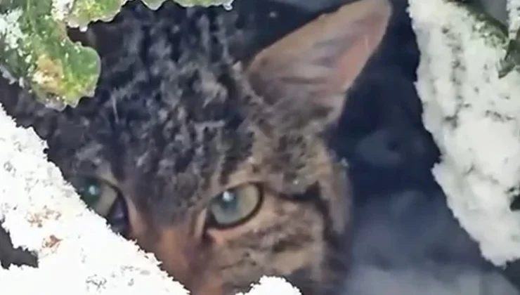 Karla kaplı ormanda fotokapanla görüntülendi