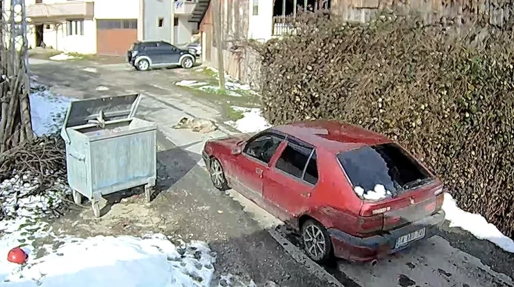 Otomobilin ezdiği köpeğin vücudunda yüzlerce saçma izine rastlandı