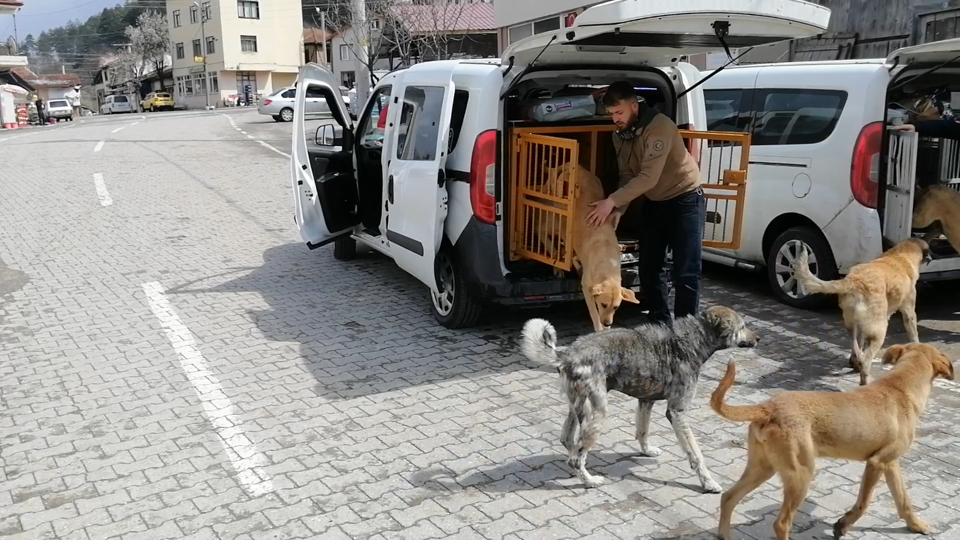Mengen ve çevresinde yaşayan sokak hayvanlarının zorlu yaşam mücadelesine destek olmaya çalışıyorlar