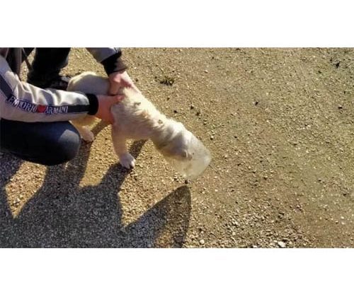 Kafası cam kavanoza sıkışan yavru köpek kurtarıldı