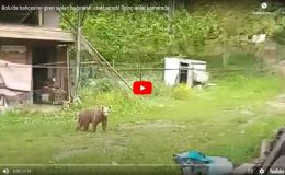 Mengen’de  bahçesine giren ayıları bağırarak uzaklaştırdı