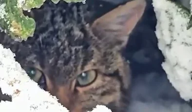 Karla kaplı ormanda fotokapanla görüntülendi