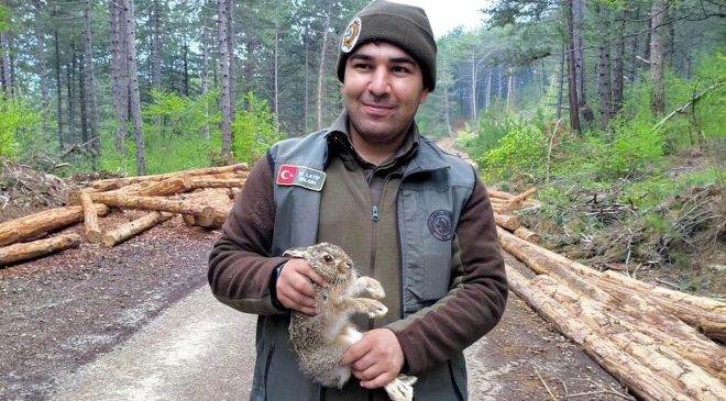 Mengen’de tomrukların arasına sıkışan yavru tavşanı ormancılar kurtardı