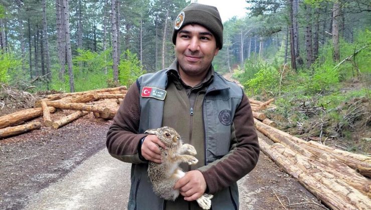 Mengen’de tomrukların arasına sıkışan yavru tavşanı ormancılar kurtardı