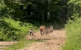Mengen’de Bozayı ve 3 yavrusu görüntülendi