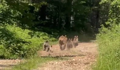 Mengen’de Bozayı ve 3 yavrusu görüntülendi